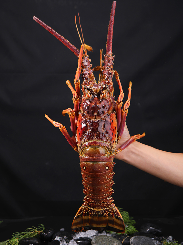 品味深海珍饈 百鮮薈古巴龍蝦、大花龍蝦、青澳龍冷凍海鮮禮盒，盡享年夜盛宴與送禮佳選